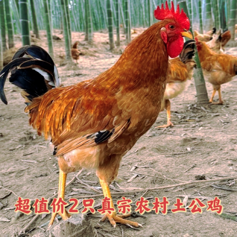 生态环境散养老公鸡，纯稻谷米糠蔬菜喂养，吃的放心又健康！