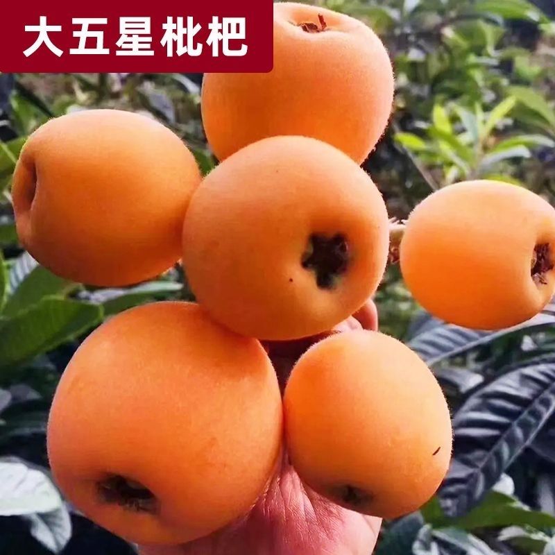 大五星枇杷耐寒枇杷全国各地当年结果