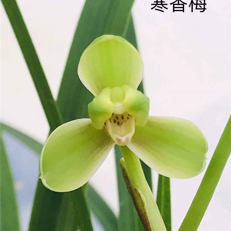 寒兰梅瓣【寒香梅】四季兰花室内绿植盆栽花卉兰花草