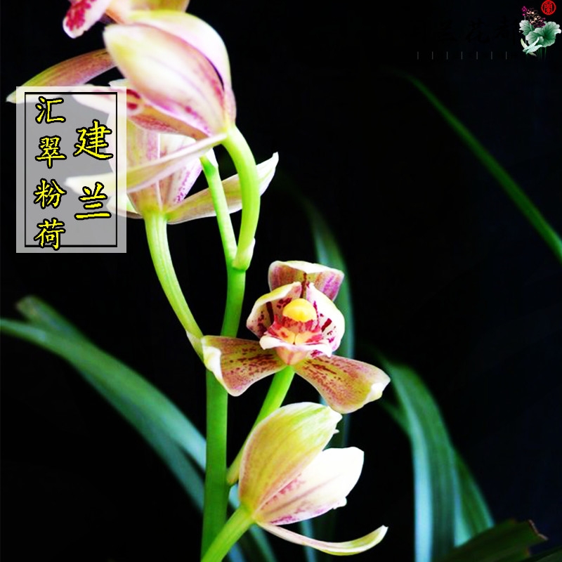 浓香粉荷【汇翠粉荷】四季兰花室内绿植盆栽