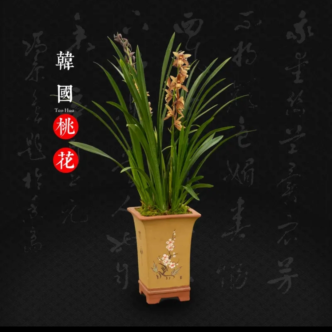 【韩国桃花】墨兰经典香槟色大花浓香兰花室