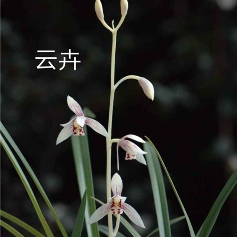 白杆白花彩心【云卉】，浓香兰花室内绿植盆栽花卉