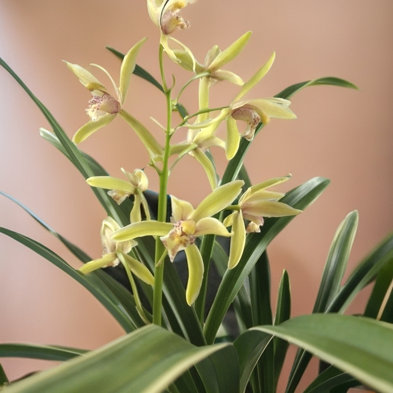 金边建兰兰花盆栽兰草【帝王妃】，四季兰花室内绿植盆栽花卉组合