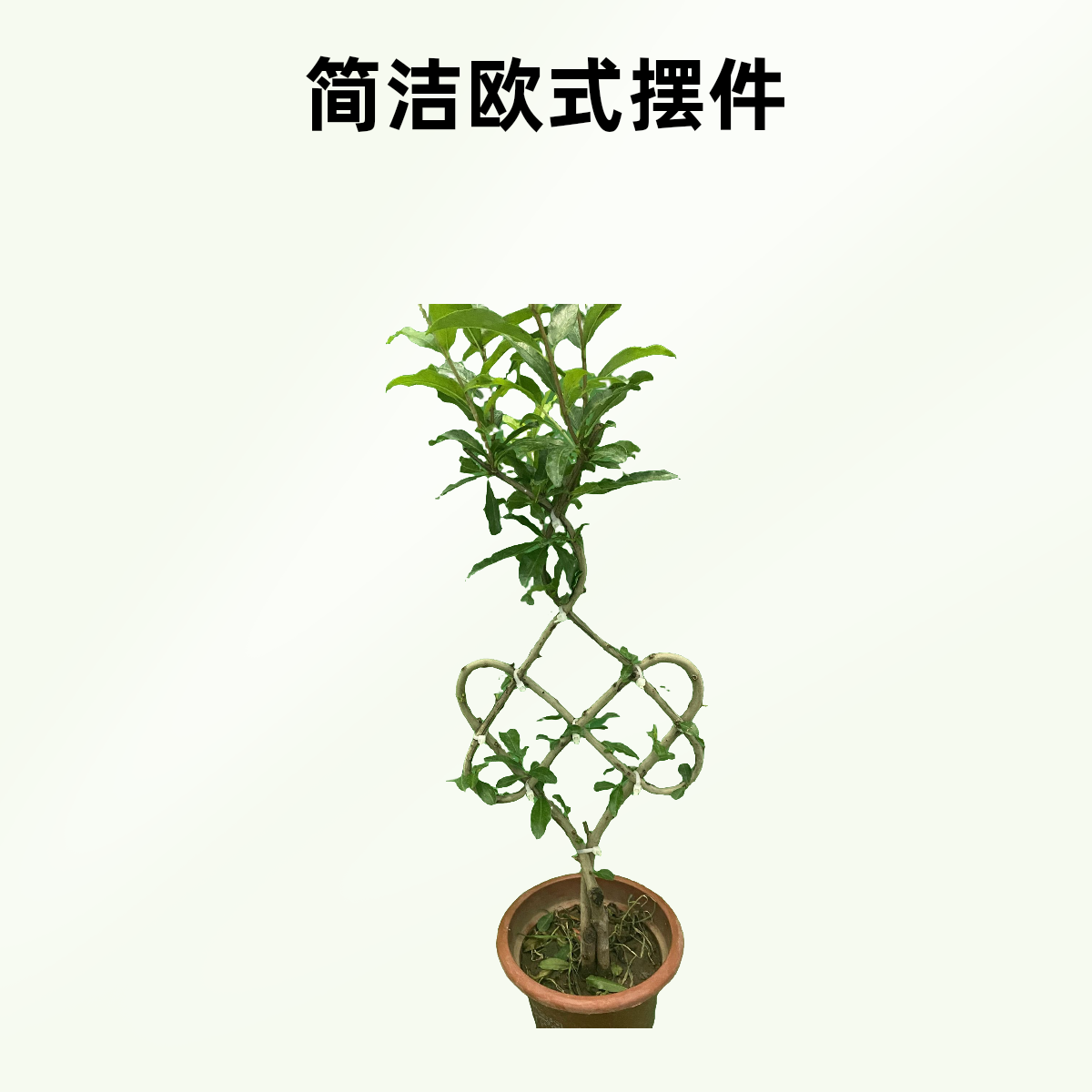 中国结shiliu绿植盆景金弹子瘤枝卫矛