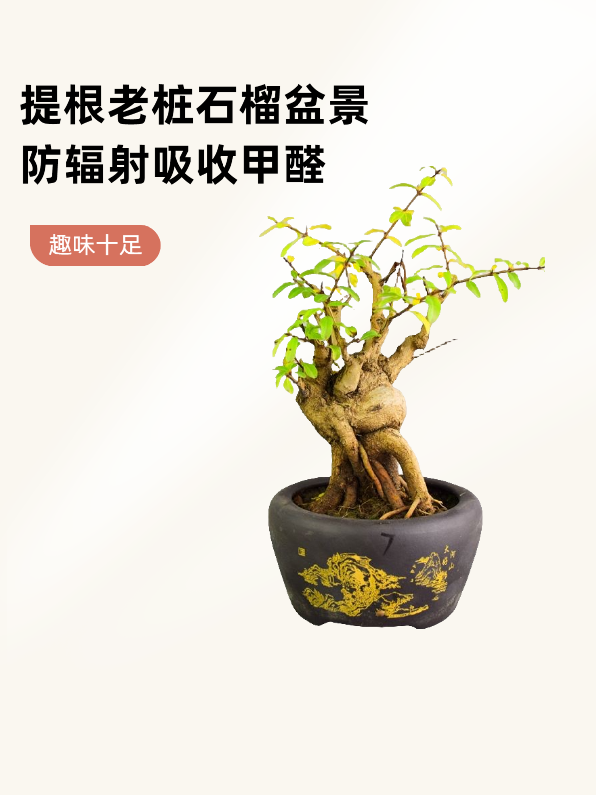 老桩盆景盆栽花卉造型迷你提根盆景舍利子都美竹佛肚竹罗汉竹