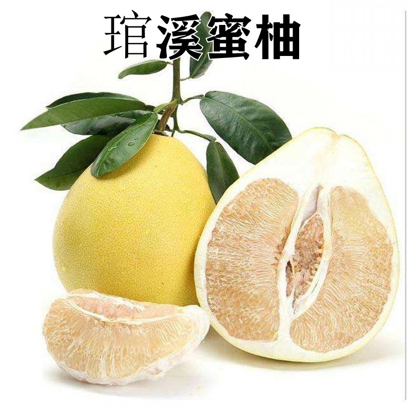 新品种黄心柚子树苗嫁接苗当年结果特大白肉琯溪蜜柚苗沙田柚子苗