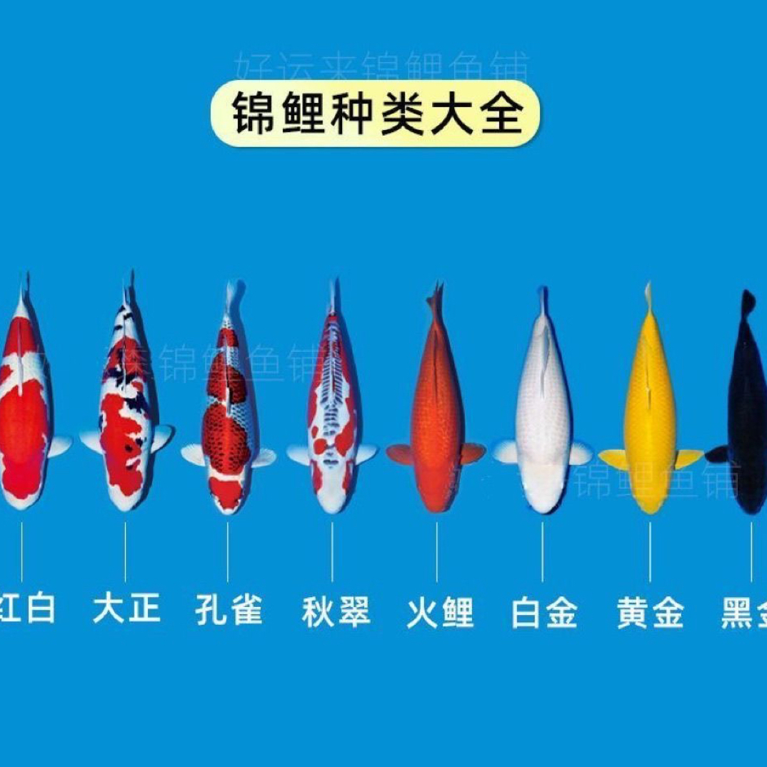 【国悦 锦鲤】一物一拍 具体以直播间展示为准