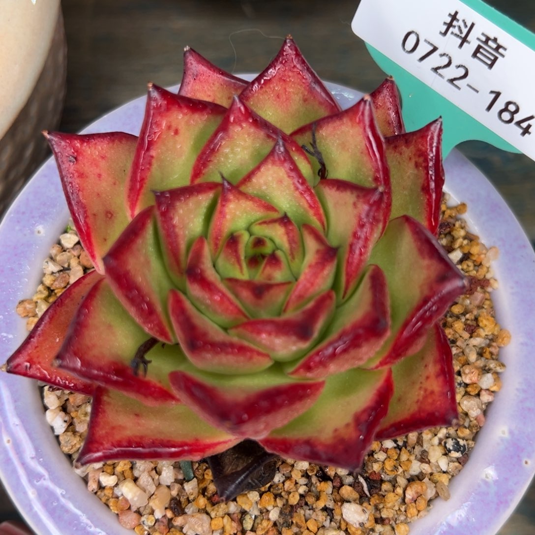 从前慢多肉精选场0722.184