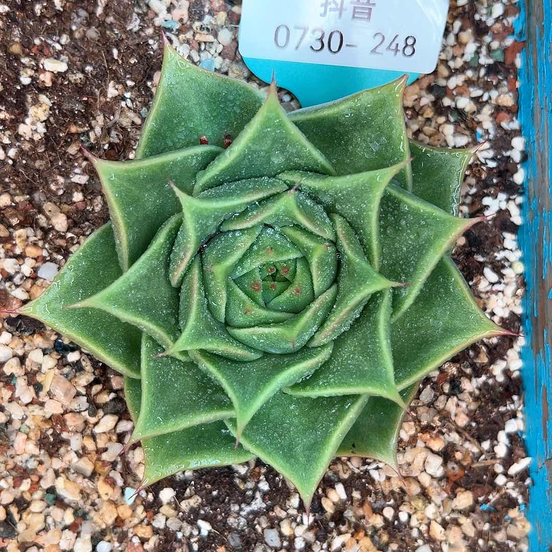 从前慢花园多肉编号0730-248