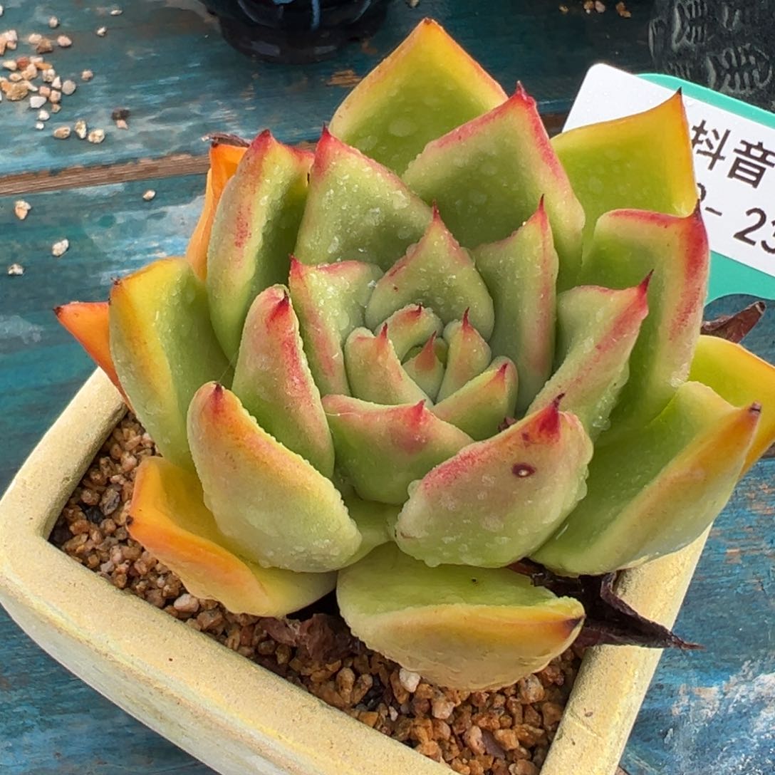 从前慢多肉精选编号0719.23