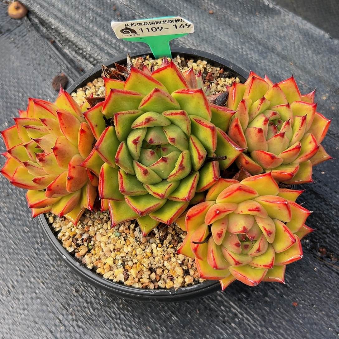 多肉一物一拍1109-149