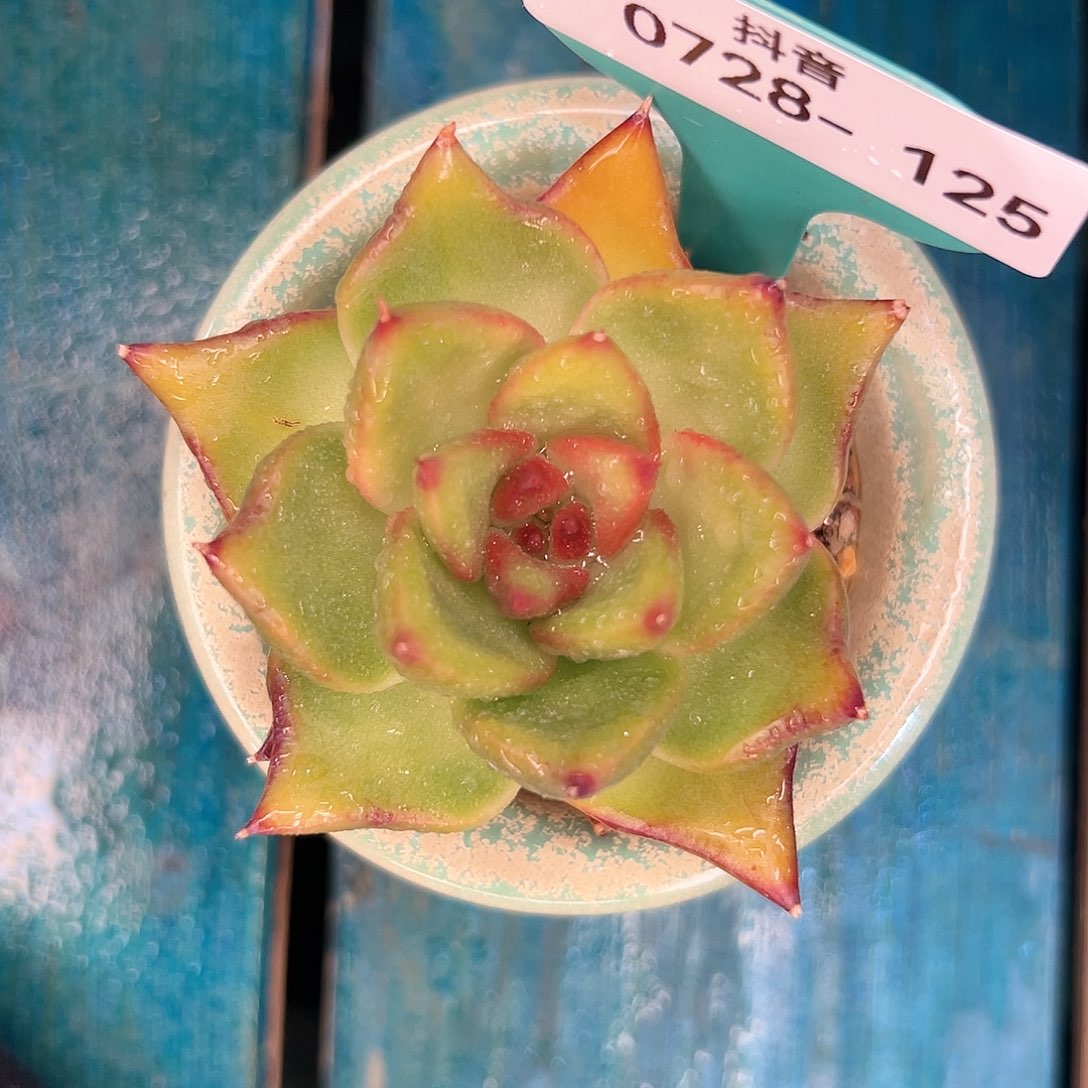 多肉一物一拍0728-125