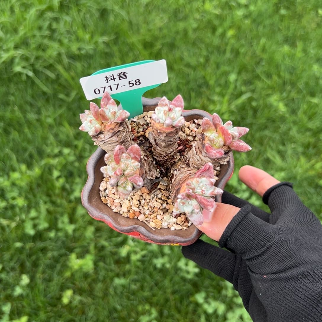 多肉一物一拍0717-58