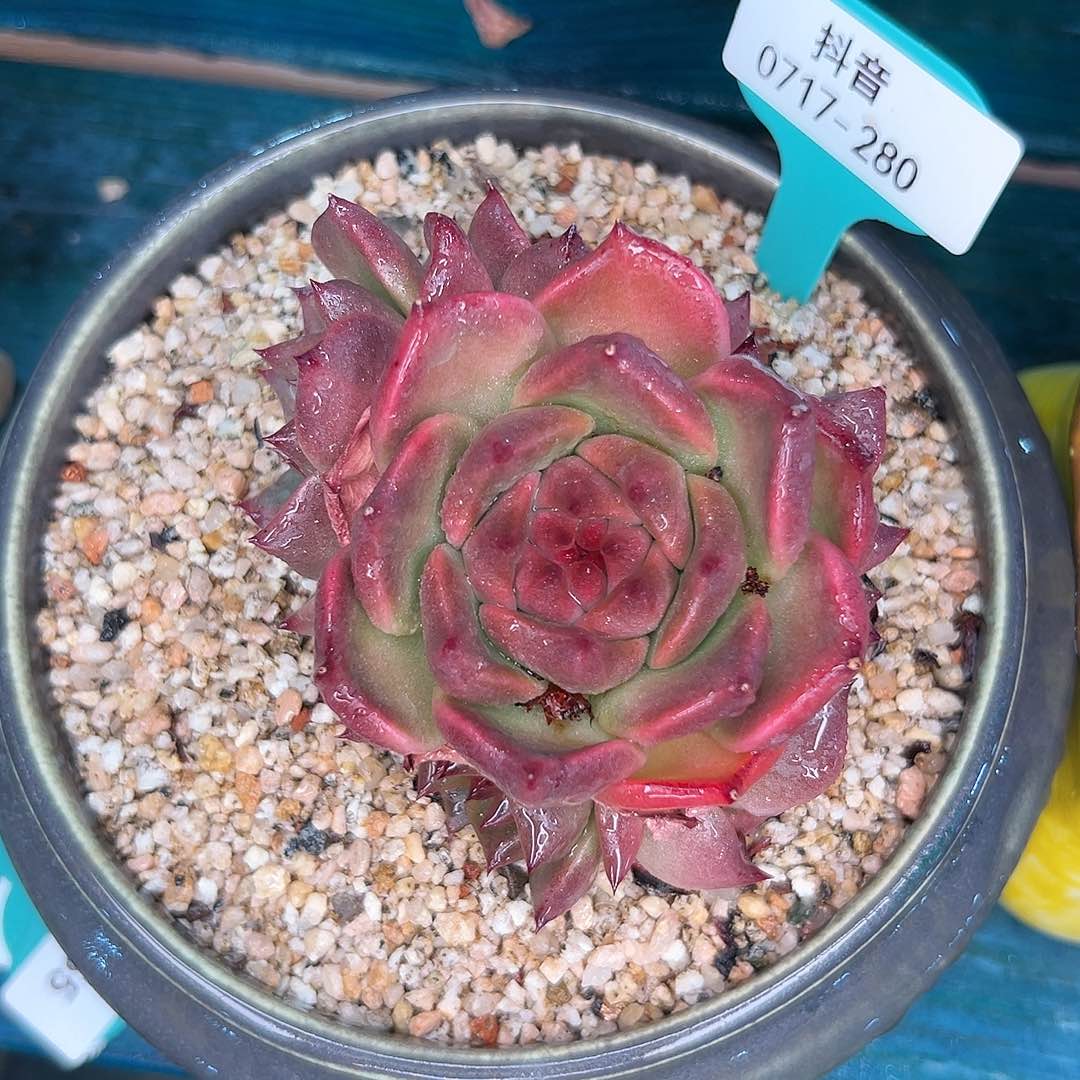 多肉一物一拍0717-280