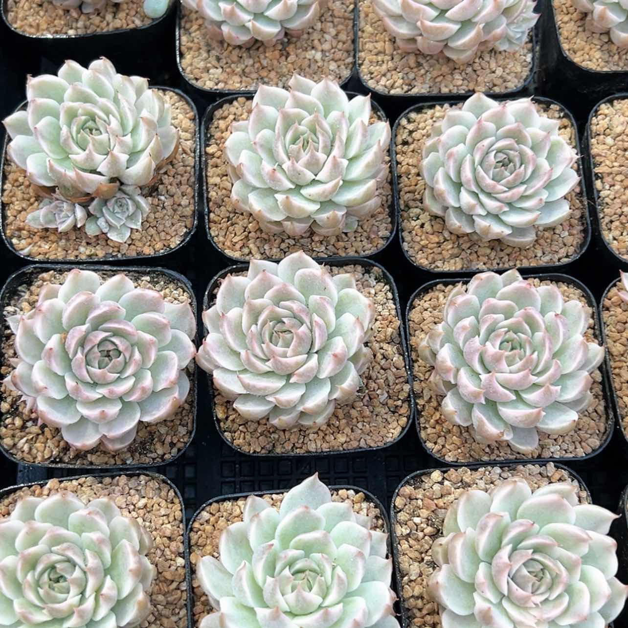 【闪购商品】玛格丽特锦