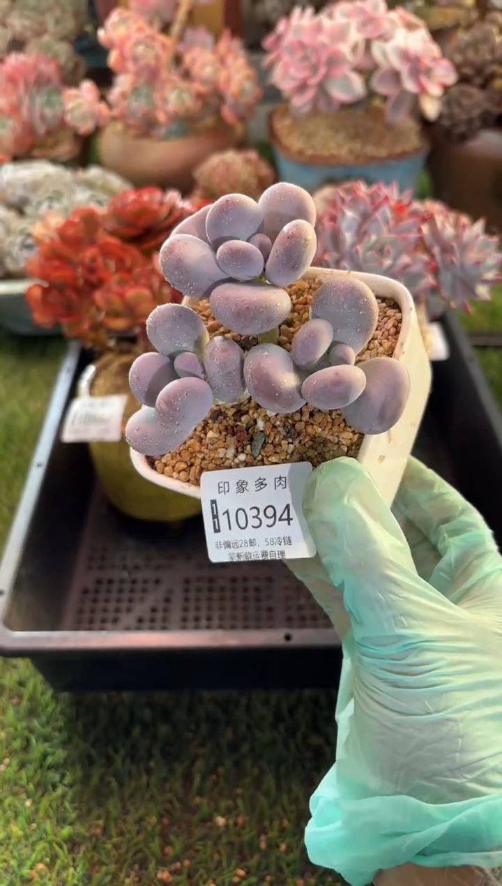 【闪购商品】10394