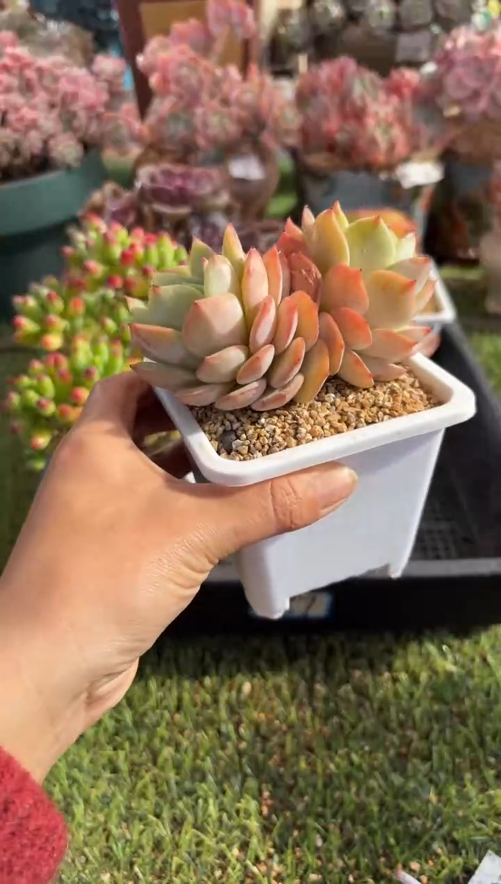 【闪购商品】09464