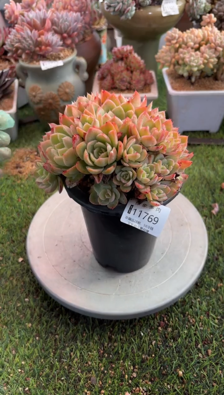 【闪购商品】11769