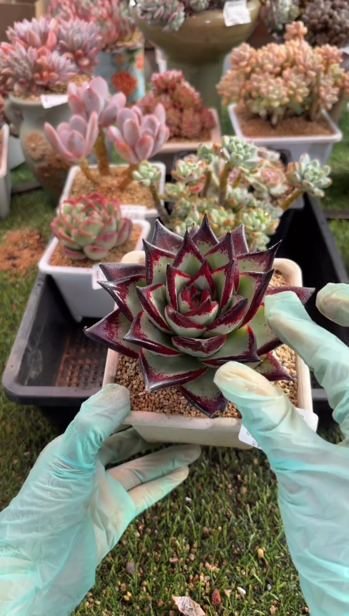 【闪购商品】11783