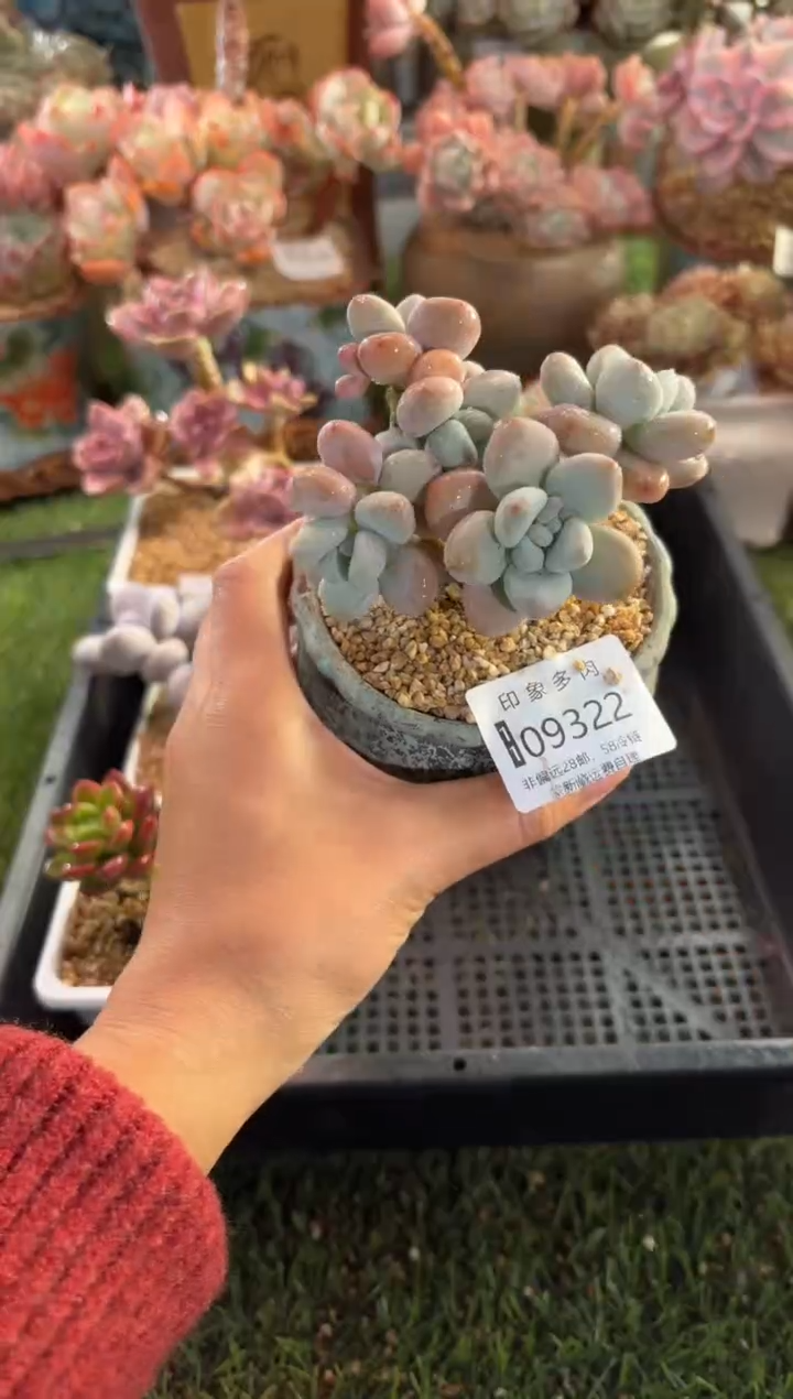 【闪购商品】09322