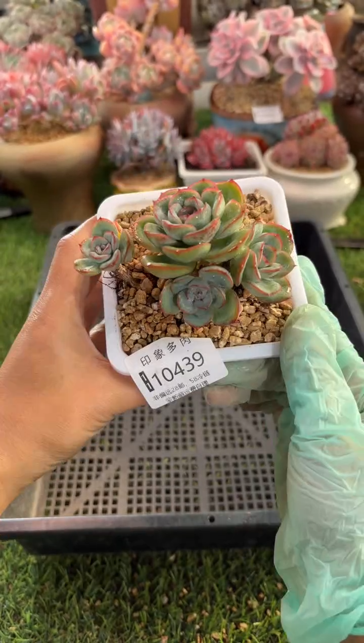 【闪购商品】10439