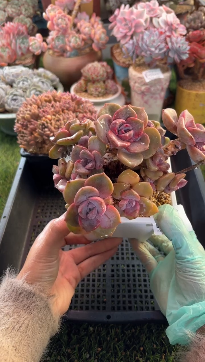 【闪购商品】10391