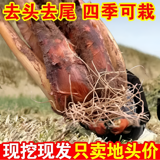 宁夏沙土旱地红葱现挖现发5斤农家自种产地现发