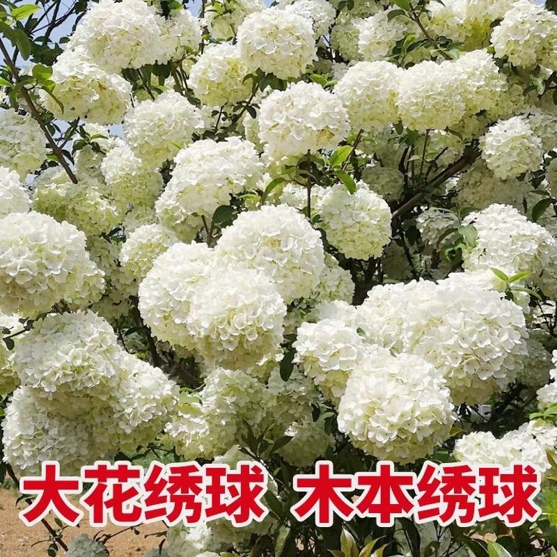 中华木绣球大花斗球