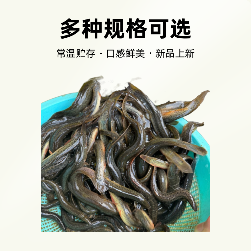 （只发江浙沪）苏北纯野圆、青泥鳅