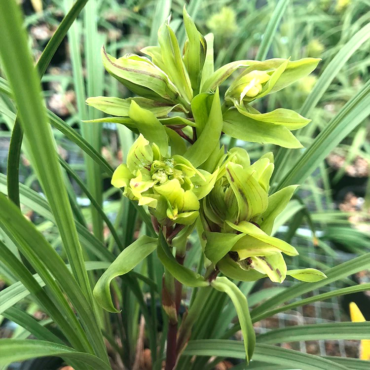 春剑-大唐盛世 兰花 国兰 奇花名品细叶兰草