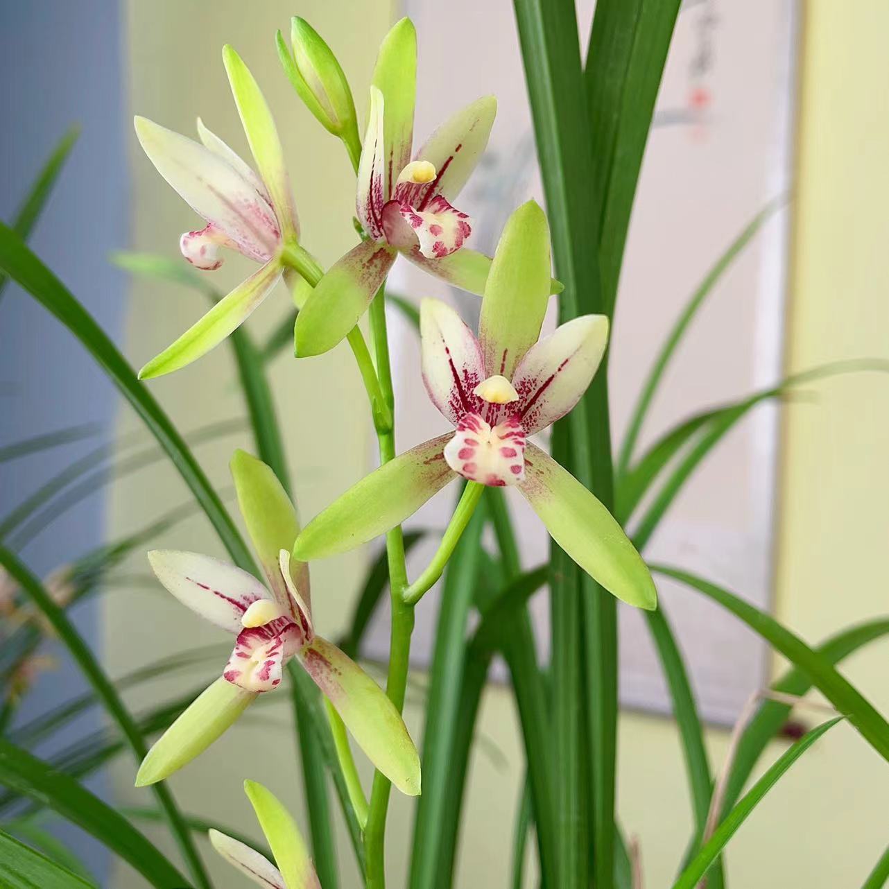 建兰-九桃红 兰花 国兰 四季兰（夏秋季花期）