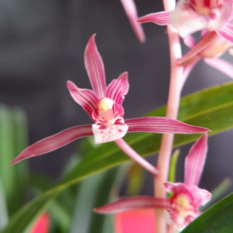 墨兰-桃姬 老种名品兰花 国兰 浓香型粉色花 春节花期报岁兰