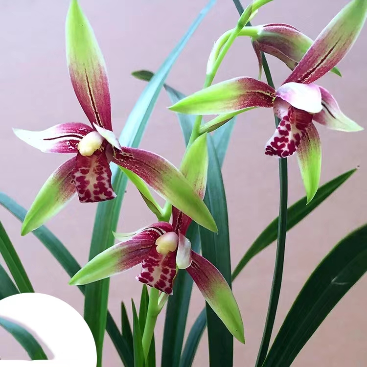 建兰-小国魂 逸红双骄 兰花 国兰 四季兰 夏秋季节花期