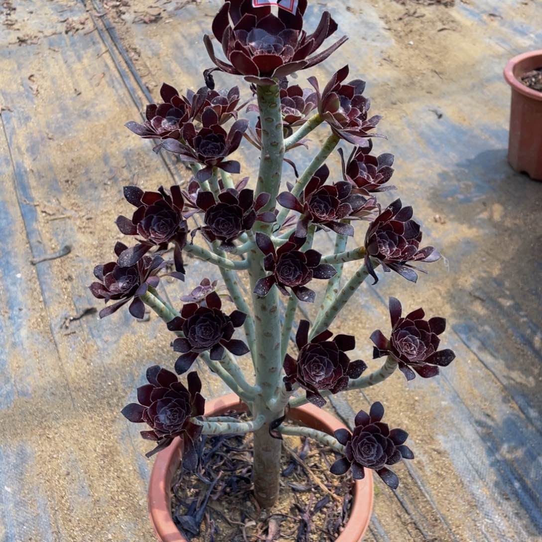 25339鲜花老桩黑法师
