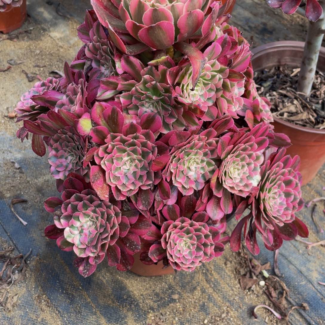 红铜胡白鲜花绿植法师372