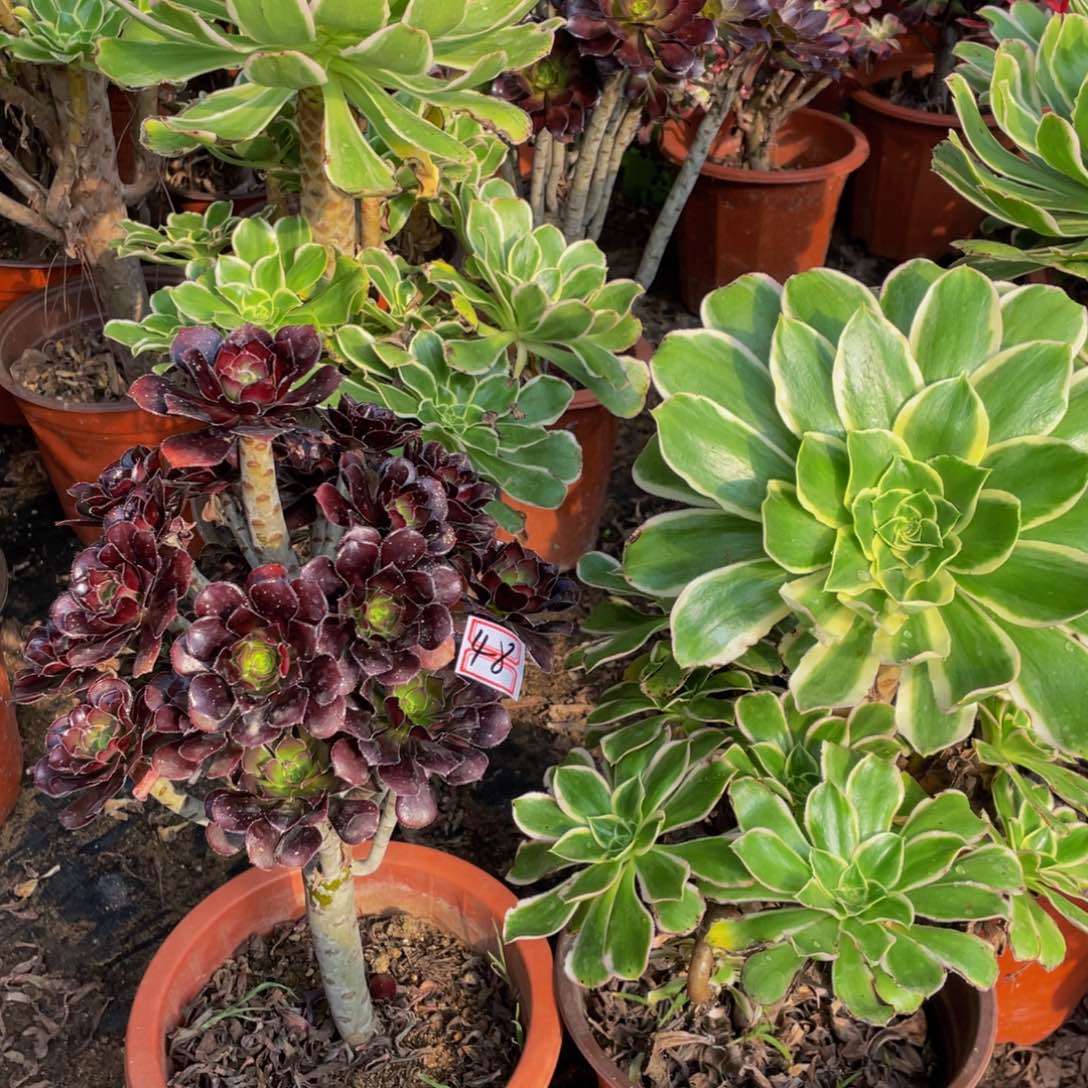 48鲜花老桩一对不包断枝