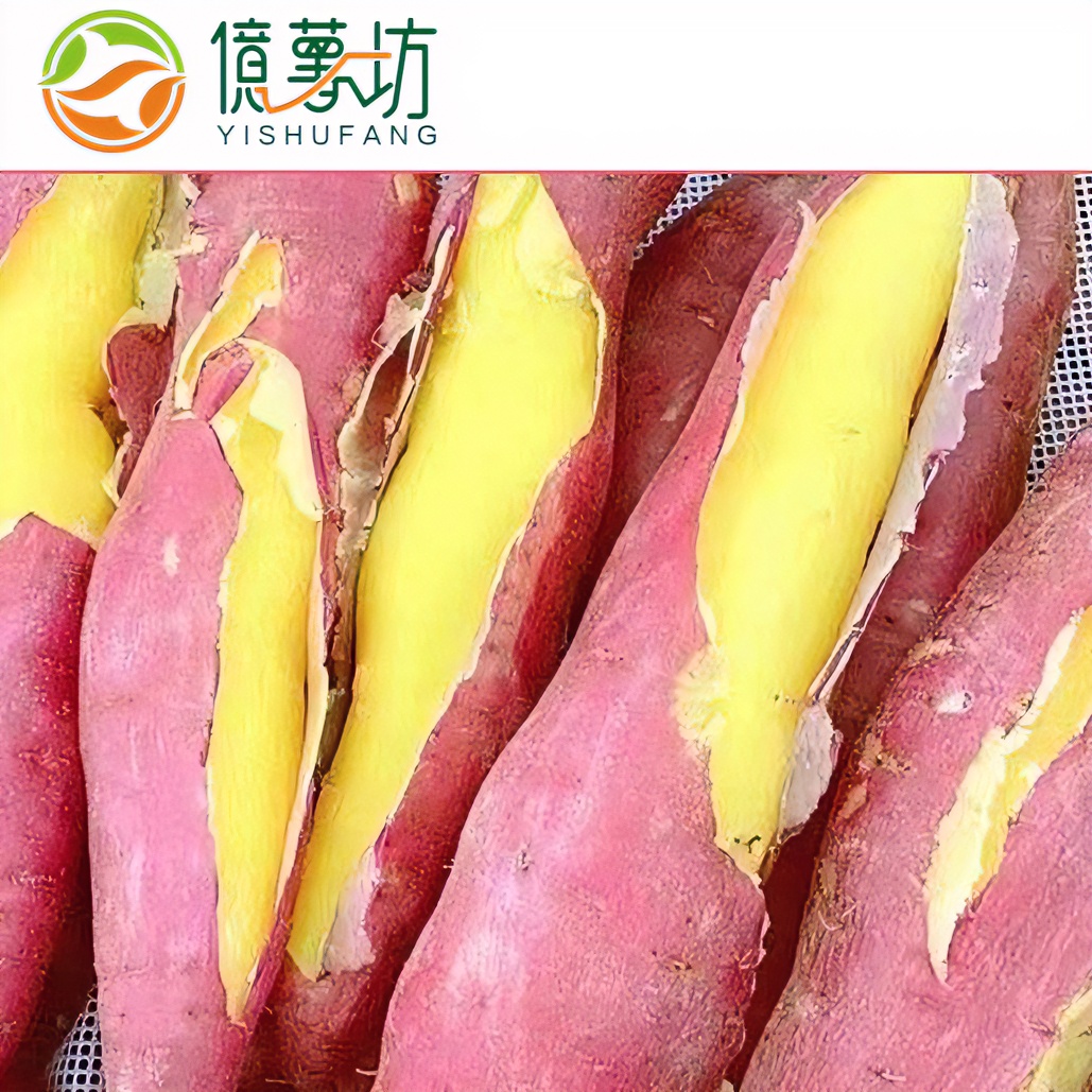 陕西板栗红薯新鲜烧烤地瓜食用坏果包赔山芋粉糯蜜薯沙地