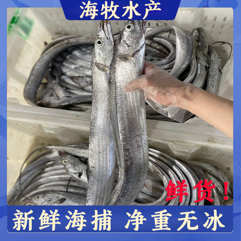 日照本地野生小眼油带鱼 净重四斤无冰衣 整条发货 易划皮