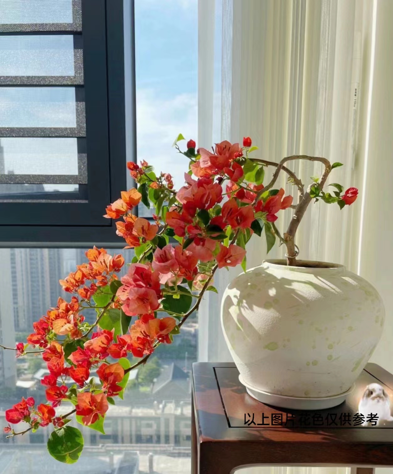 08【1苗9.9米.不甜西瓜】三角梅四季开花颗爬藤阳台庭院勤花不带花