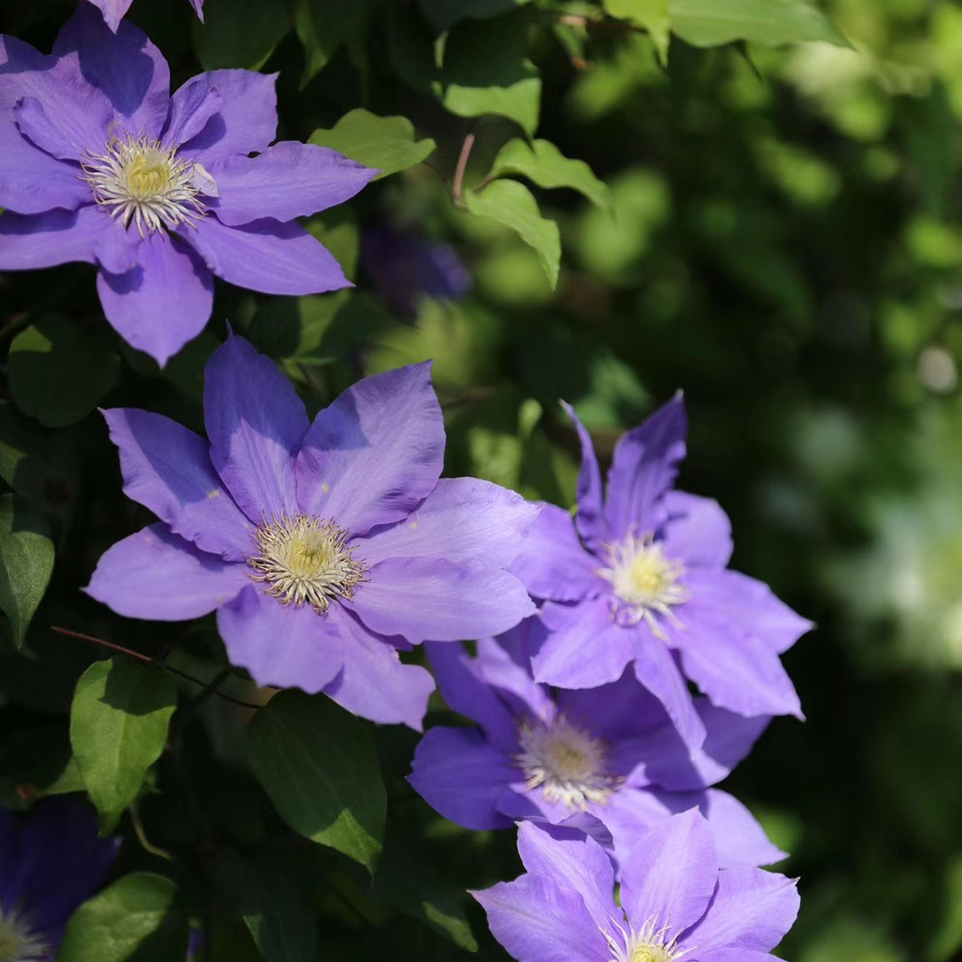 蔚蓝园艺铁线莲二类（HF杨）大花庭院阳台种植花卉铁线莲攀援植物