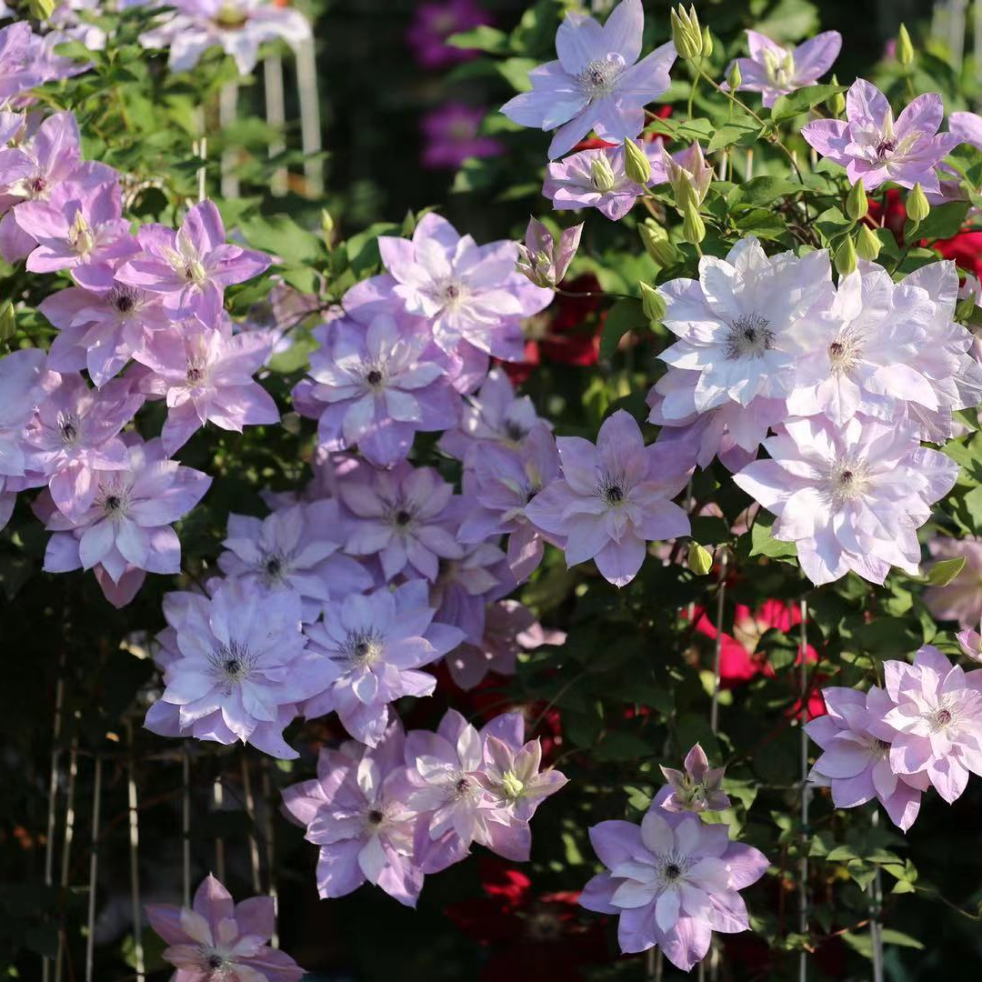  蔚蓝园艺铁线莲（倒影）2.5L多年生庭院阳台花卉藤本攀援植物季节