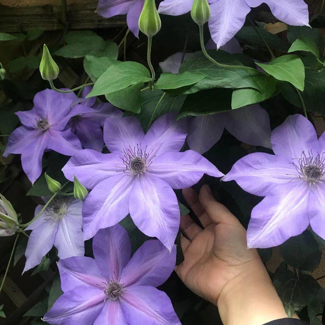  蔚蓝园艺铁线莲F系（市长）庭院阳台花卉带土种植藤本攀援植物季节