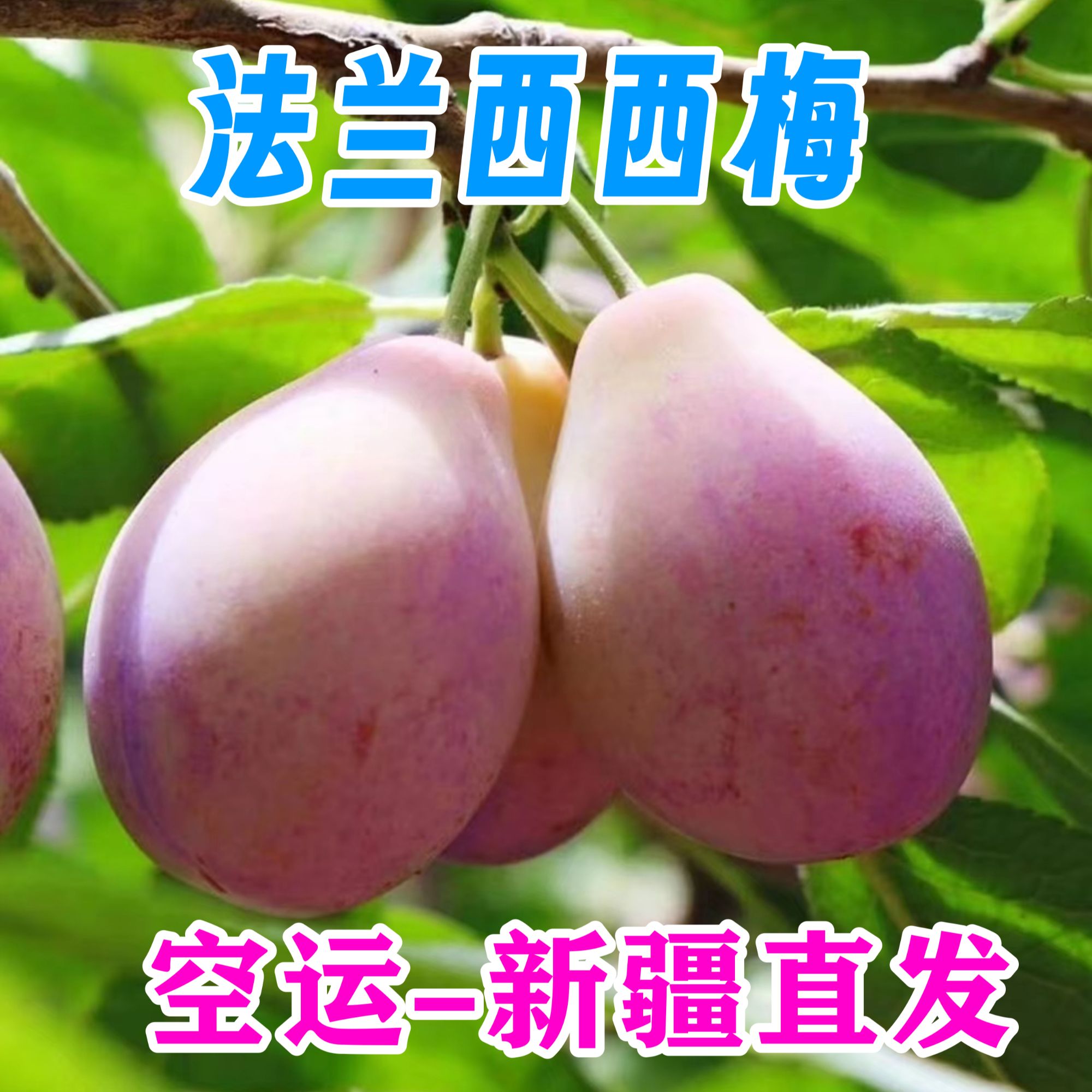 【新疆直发】新疆法兰西西梅邮政航空发货甜美多汁1.5公斤