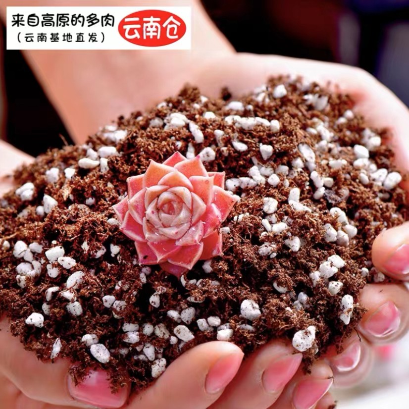恭田恭田旗舰店基地种植多肉泥炭颗粒黄金麦饭石简单夏季干净卫生