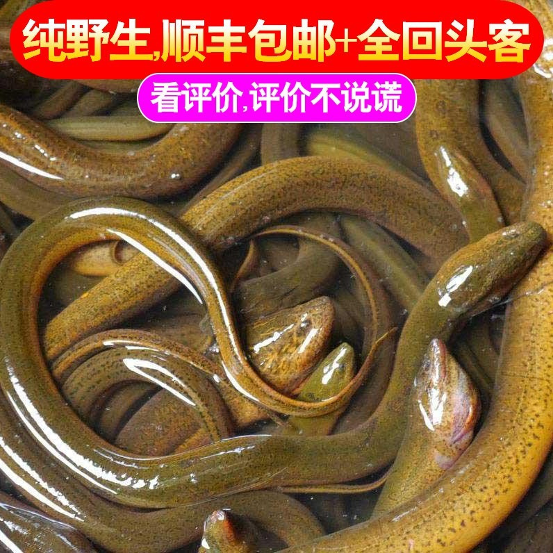 【顺丰活体发货】苏北纯野生食用黄鳝3斤包邮原生态长鱼
