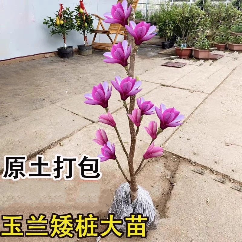 带花苞矮化玉兰花树苗盆栽地栽盆景红粉紫玉兰花阳台庭院耐寒花卉