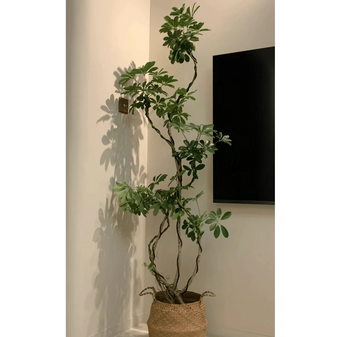鸭脚木造型盆栽一物一拍客厅卧室办公室好看好养