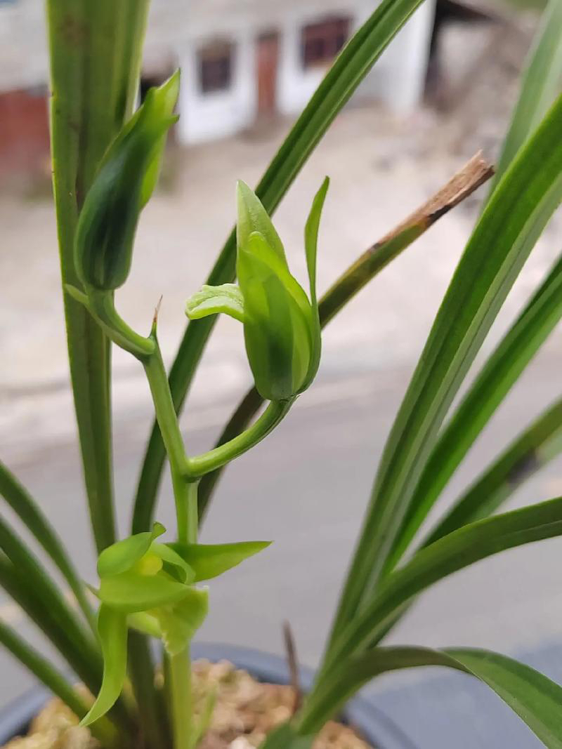 送春兰花直播间专用链接一物一拍