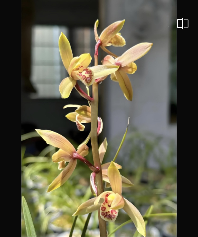 蕙兰漂亮花卉直播一物一拍
