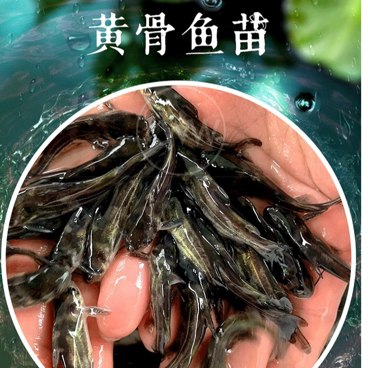 黄骨鱼苗黄颡鱼苗淡水养殖食用活体黄丫头黄鸭叫昂刺鱼黄辣丁鱼苗